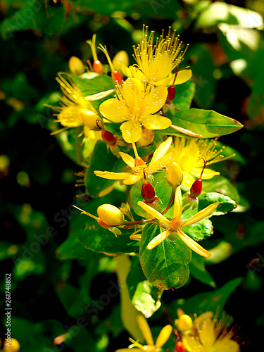  Hypericum or st Johns wort in a garden in Northern England photo