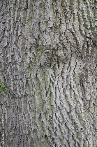 Close up of bark on a tree