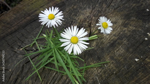 Bright White Leaf Plants