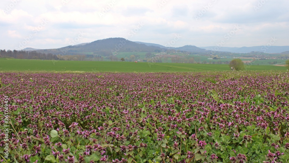 Feld mit Purpurroter Taubnessel (Lamium purpureum) bei Edermünde-Besse in Nordhessen Feld mit Purpurroter Taubnessel (Lamium purpureum) bei Edermünde-Besse in Nordhessen