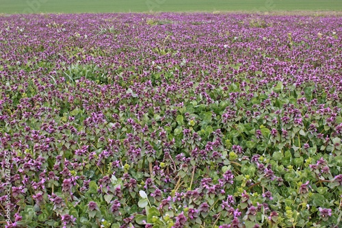Feld mit Purpurroter Taubnessel  Lamium purpureum 