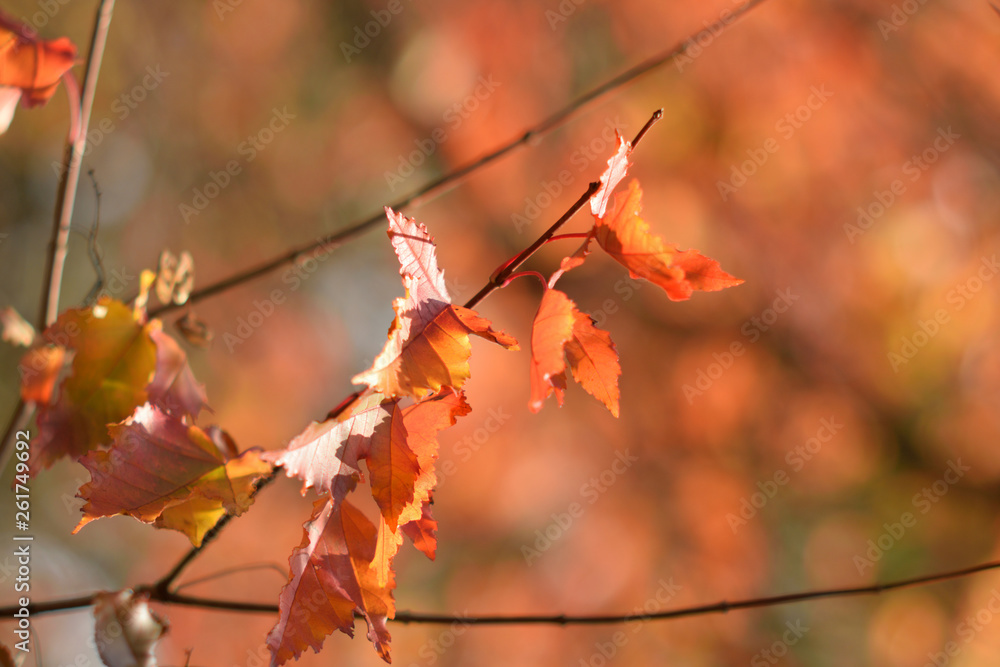 Autumn colors closeup