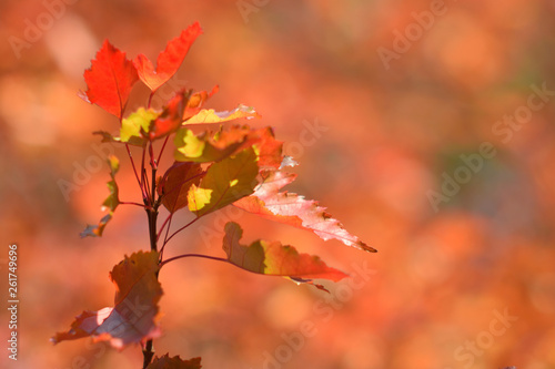 Autumn colors closeup