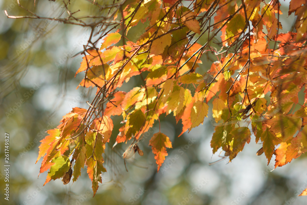 Autumn colors closeup Autumn colors closeup