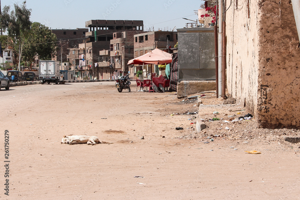Obraz premium Downtown in Luxor, Egypt. Image of the dog who is relaxed and sleeping deeply in the middle of street.