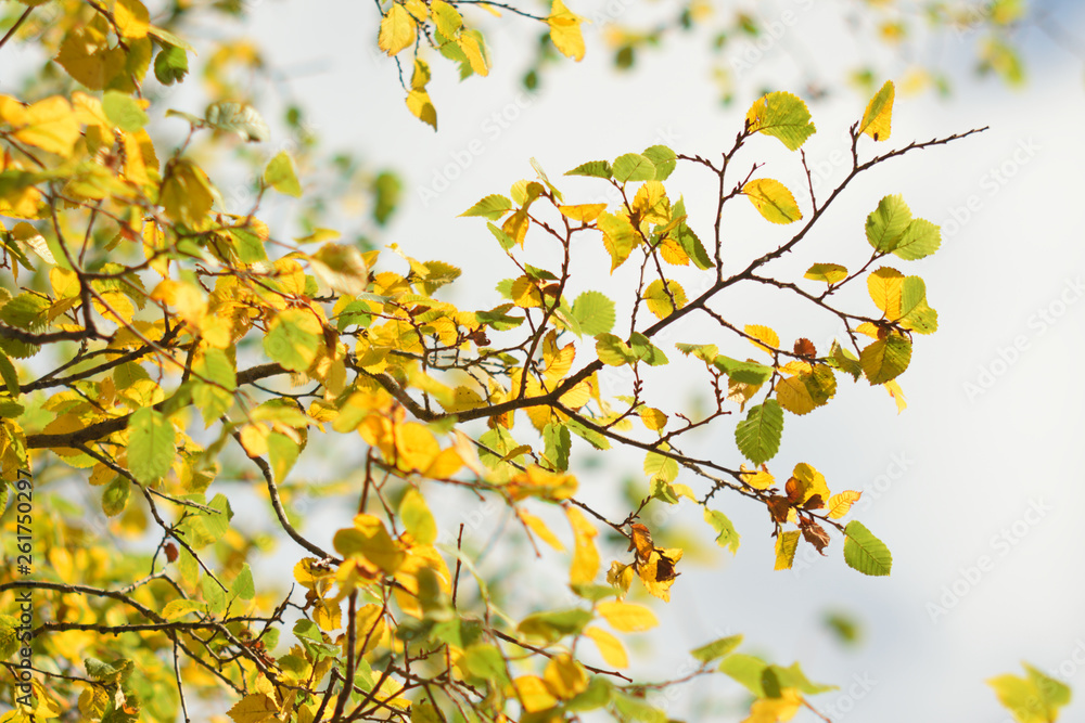 Autumn colors closeup Autumn colors closeup
