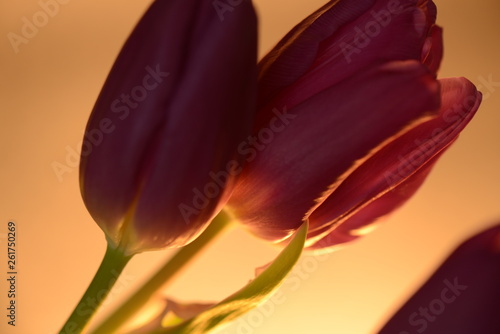 Tulip flowers and plants, flower head, macro flower