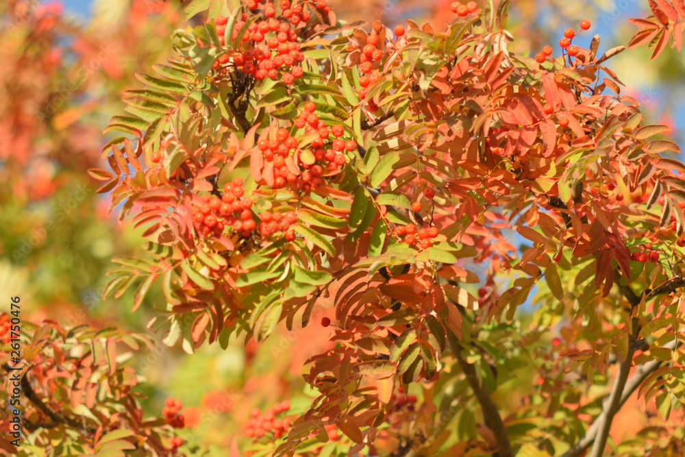 Autumn colors closeup Autumn colors closeup