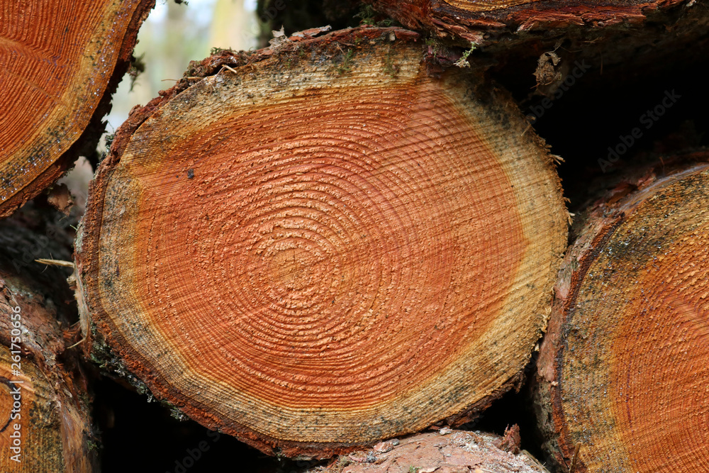 Cross section of trunk of tree