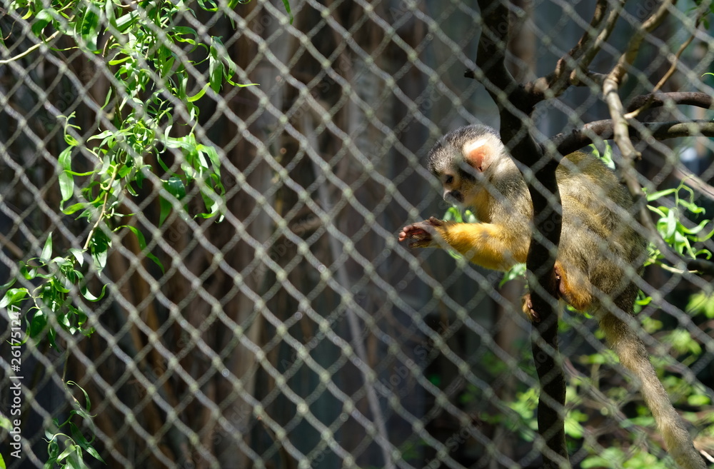 The monkey playground next to water in zoo The monkey playground next to water in zoo