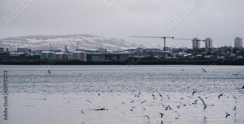 Moody harbor with group of seagulls and cloudy weather. Reykjavik, Iceland photo