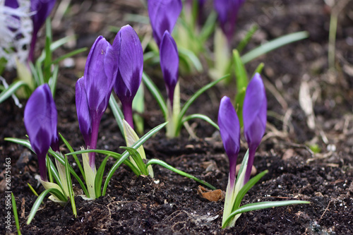 purple crocuses in spring garden