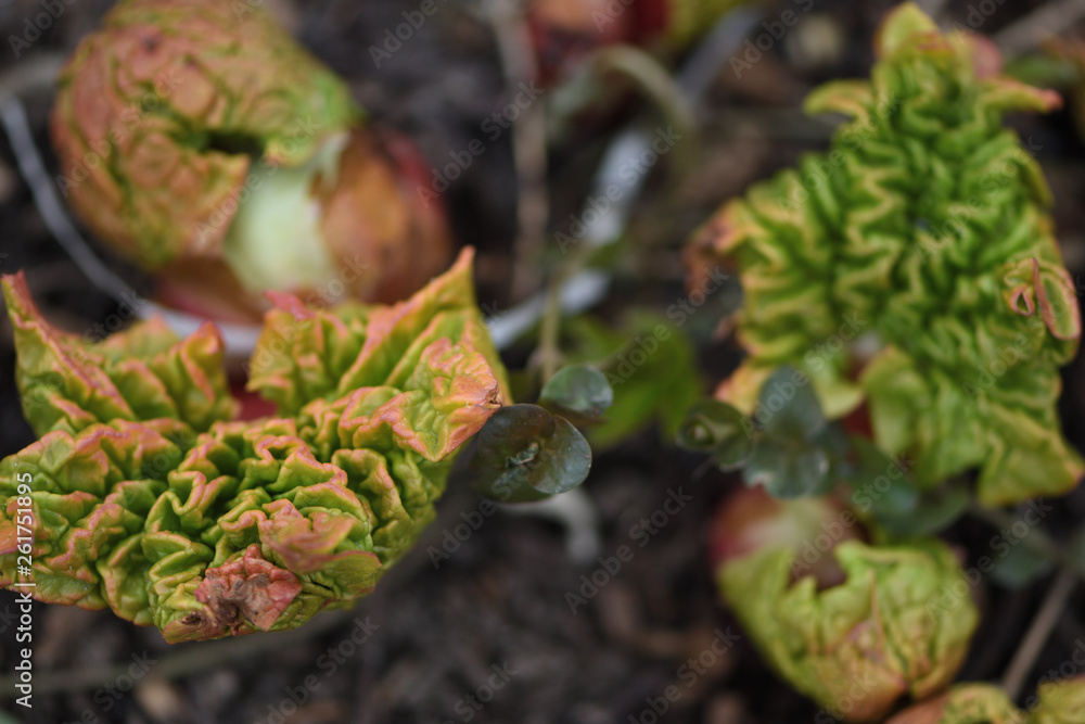 sprout rhubarb leaves closeup in spring garden sprout rhubarb leaves closeup in spring garden