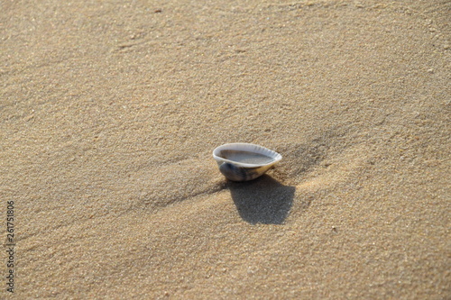 shell