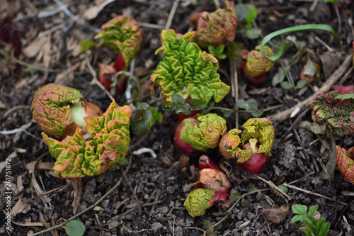 Wallpaper Mural sprout rhubarb leaves closeup in spring garden Torontodigital.ca