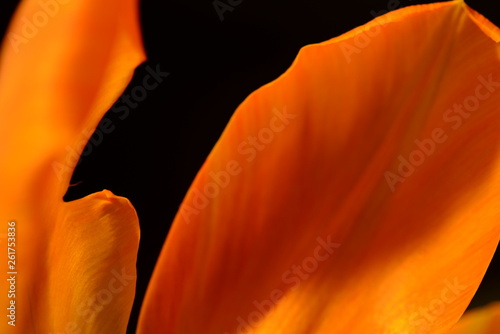 Tulip flowers leaf, macro flower, flower head