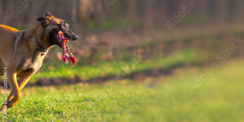 Belgian Malinois Running Happily with Rope Toy