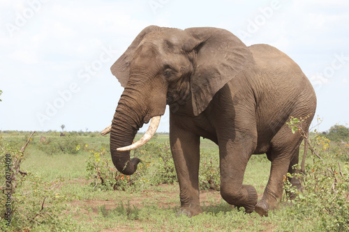 Afrikanischer Elefant   African elephant   Loxodonta africana