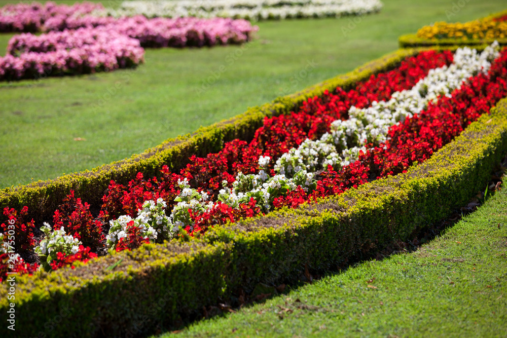 Beautiful flowers in summer Schonbrunn park