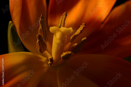Tulip flowers and plants, pistil - the female organs of a flower head, macro flower