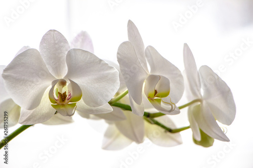 Fototapeta Naklejka Na Ścianę i Meble -  Orchid flowers on white background