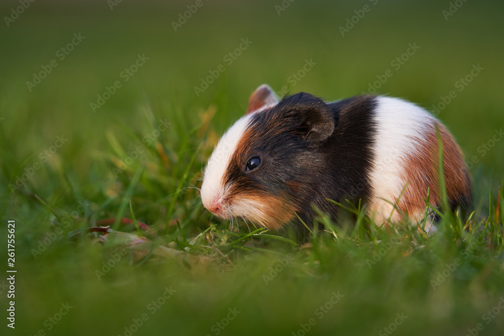 Close up portrait of young tricoloured Guinea pig also known as cavy, domestic cavy or cavia grazing a grass during spring sunset. Species of rodent belonging to family Caviidae Close up portrait of young tricoloured Guinea pig also known as cavy, domestic cavy or cavia grazing a grass during spring sunset. Species of rodent belonging to family Caviidae