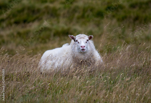 Cute big white ram sheep lying in the field and looking with interest.