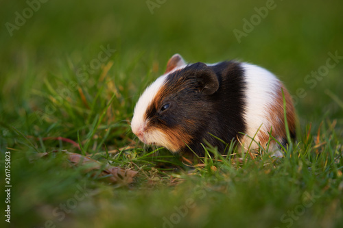 Newborn baby tree coloured Guinea pig also known as cavy, domestic cavy or cavia grazing a fresh grass during the spring sunset. Species of rodent belonging to the family Caviidae.