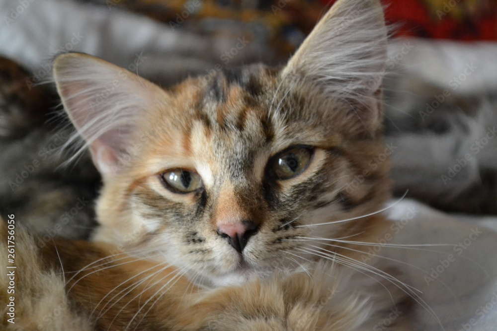 Fototapeta premium cat with green eyes
