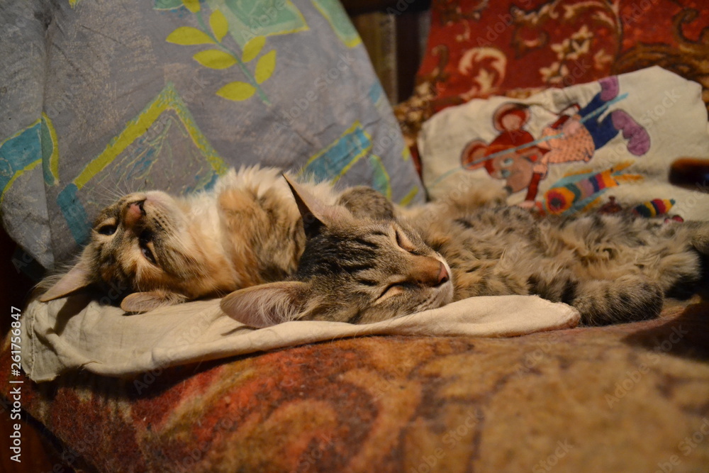 Obraz premium Two cats sleeping