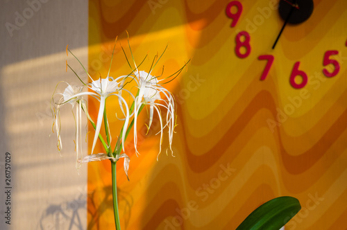 caribbean spider-lily, unique style white flower on multicolored background photo