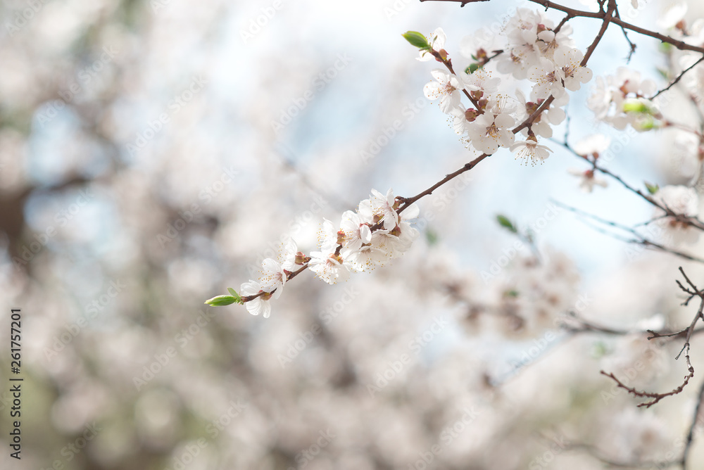 Floral natural background spring time season. Blooming apple tree Floral natural background spring time season. Blooming apple tree