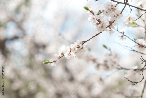 Fototapeta Naklejka Na Ścianę i Meble -  Floral natural background spring time season. Blooming apple tree