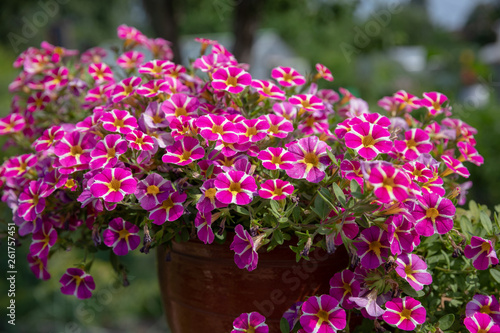 Fototapeta Naklejka Na Ścianę i Meble -  Beautiful blooming flowers in garden, summer background