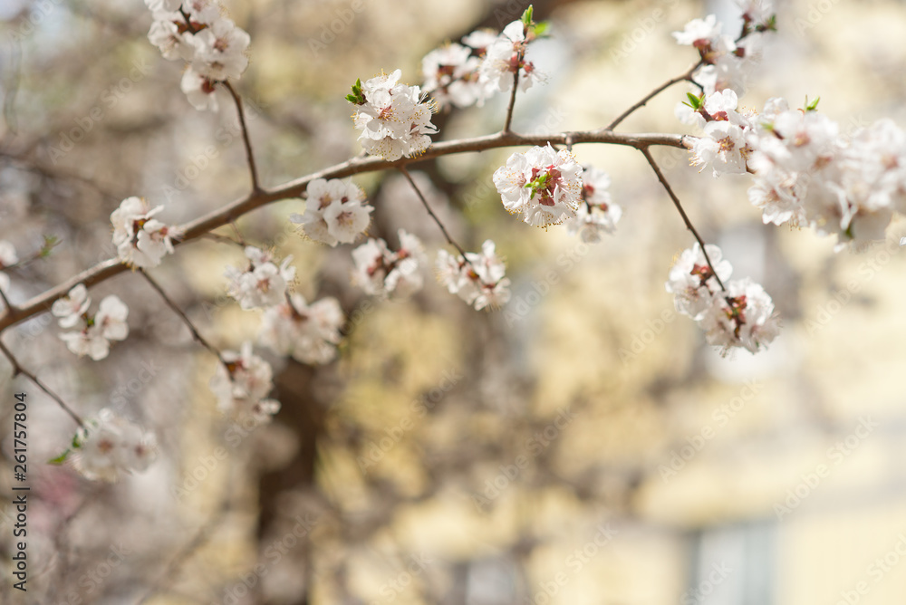Floral natural background spring time season. Blooming apple tree Floral natural background spring time season. Blooming apple tree