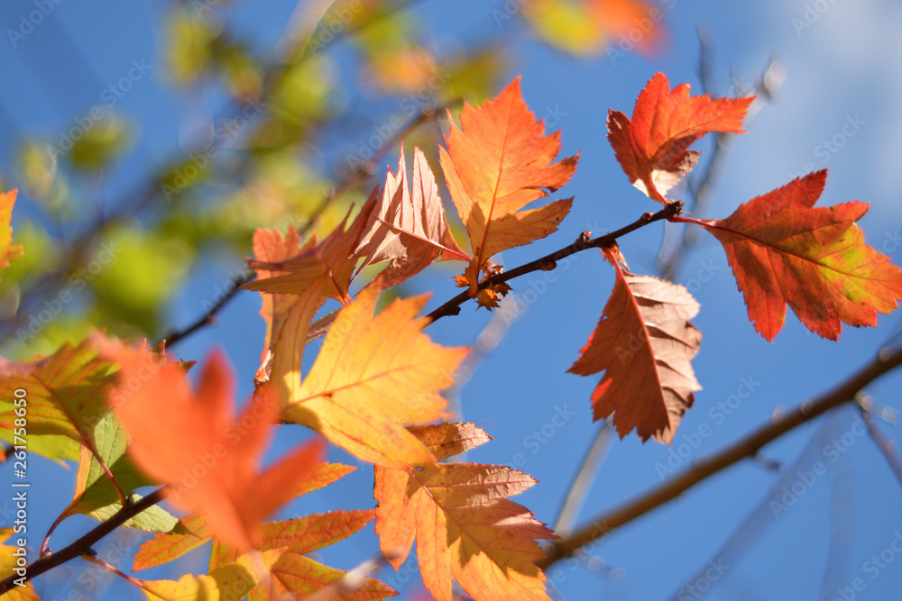 Autumn colors closeup Autumn colors closeup