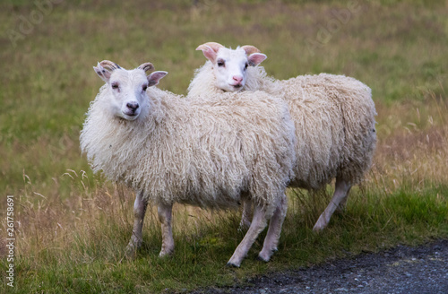 Cute big white ram sheep standing in the road and looking with interest.