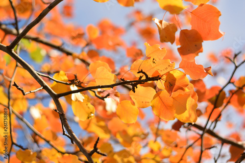 Autumn colors closeup