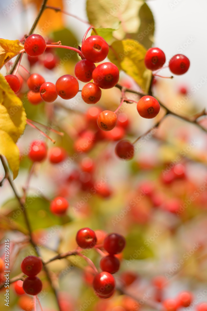 Autumn colors closeup Autumn colors closeup