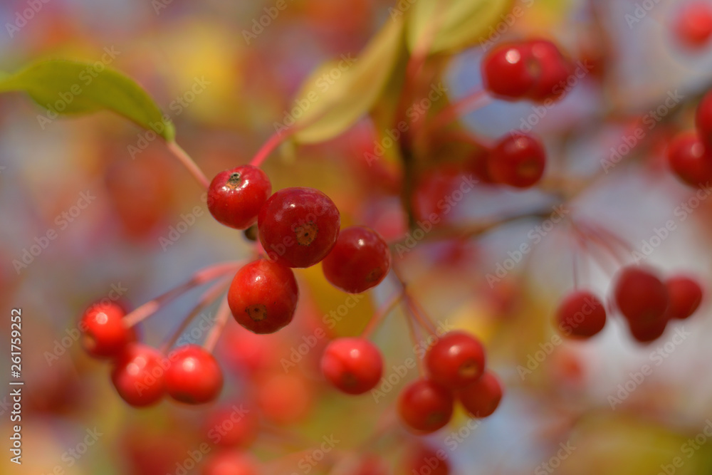 Autumn colors closeup Autumn colors closeup