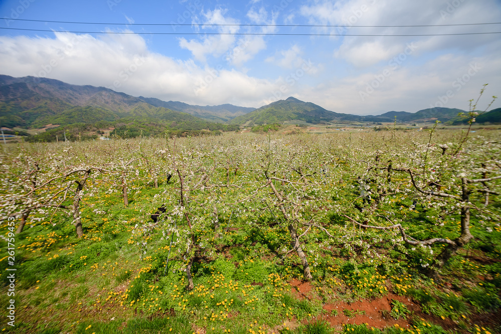 Naklejka premium Beautiful spring apple blossom