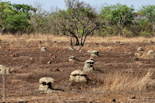 Wallpaper Mural wildebeest in africa Torontodigital.ca