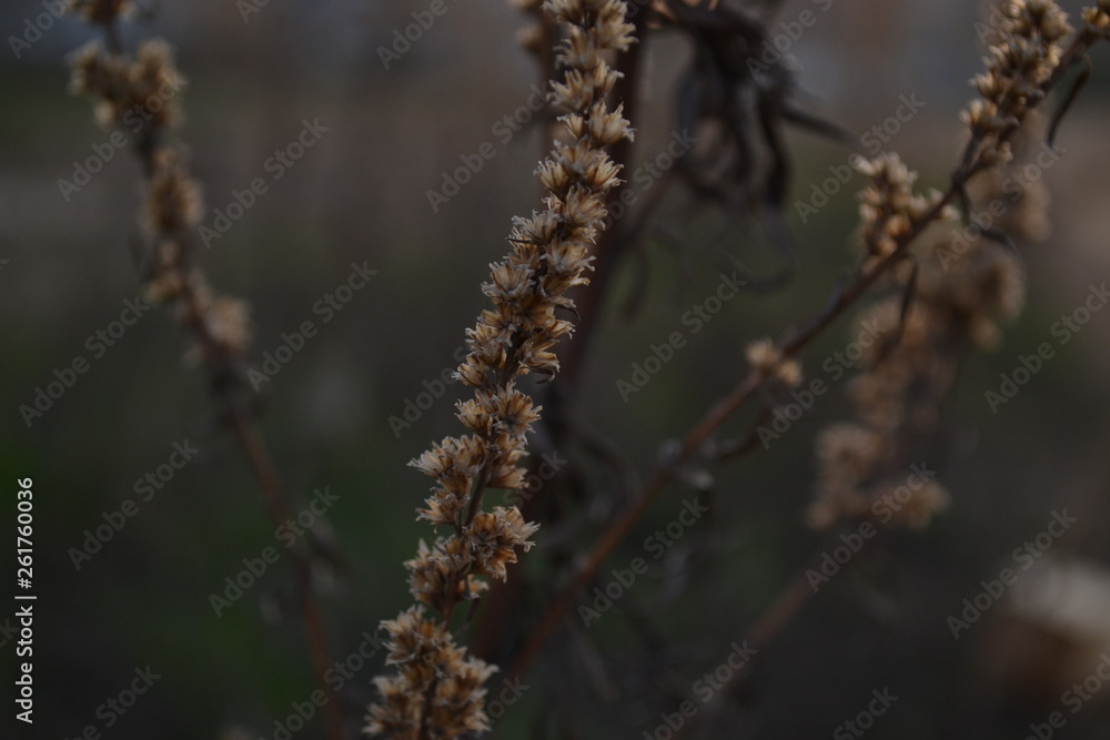 Fototapeta premium branch of wormwood