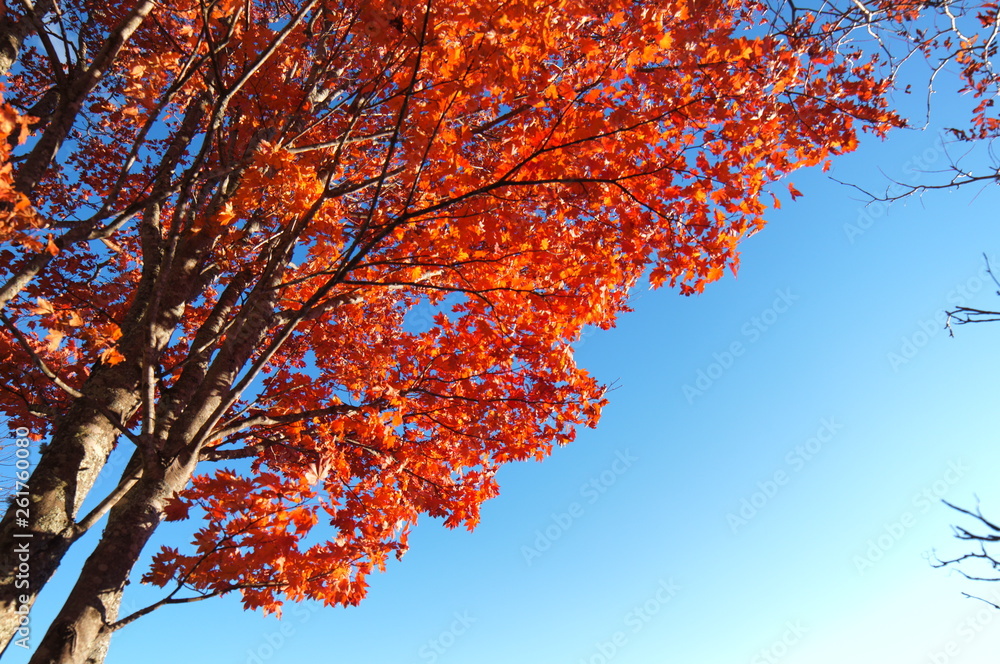 Highland Lake Autumn leaves Highland Lake Autumn leaves