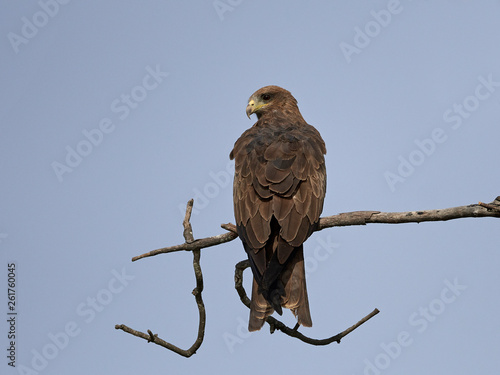 Cuadro en lienzo Black kite (Milvus migrans)
