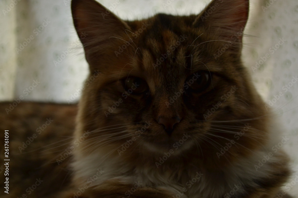 cat with green eyes cat with green eyes