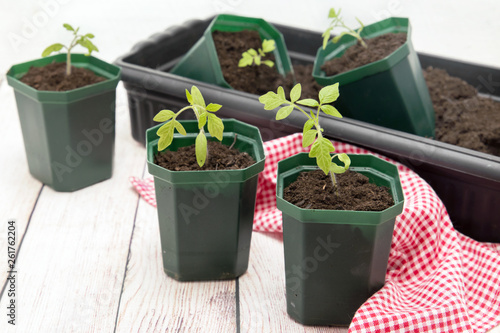 Tomato seedlings in green plastic pots. Growing tomatoes
