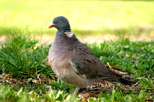 Obraz na płótnie Wood Pigeon, Columba palumbus w salonie