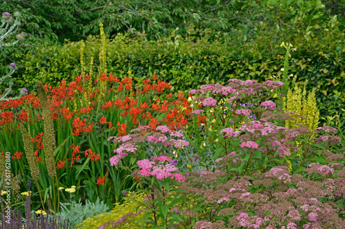 Fototapeta Naklejka Na Ścianę i Meble -  Colourful flower border Crocosmia and Achillea in a cottage garden