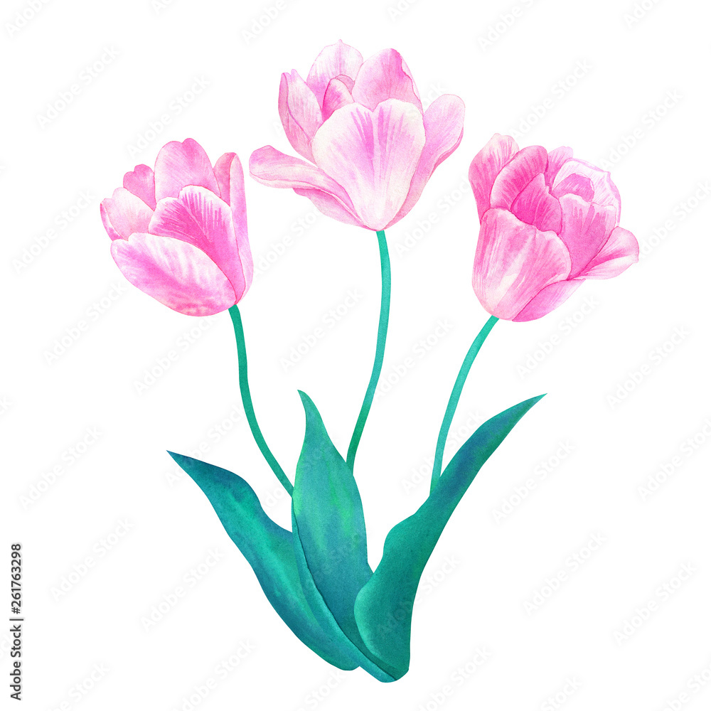 Fototapeta premium Bouquet of three pink tulips with green leaves in pastel colors. Hand drawn watercolor illustration. Isolated on white background.